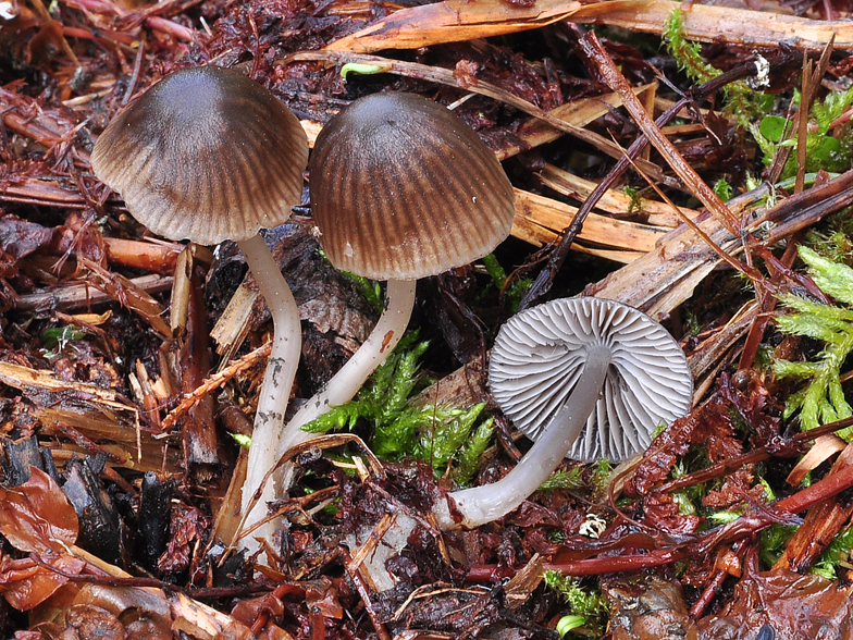 Mycena_flos_nivium_2016_2.jpg