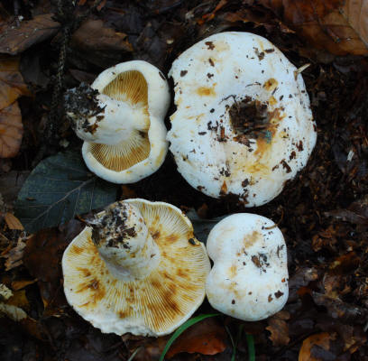 Russula pallidospora 5808 Vitosha_small.jpg