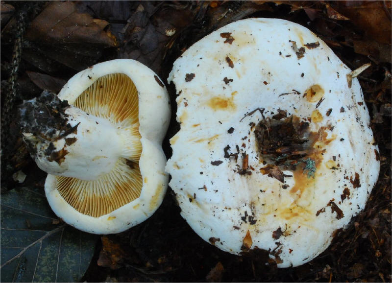 Russula pallidospora 5808-01_small.jpg