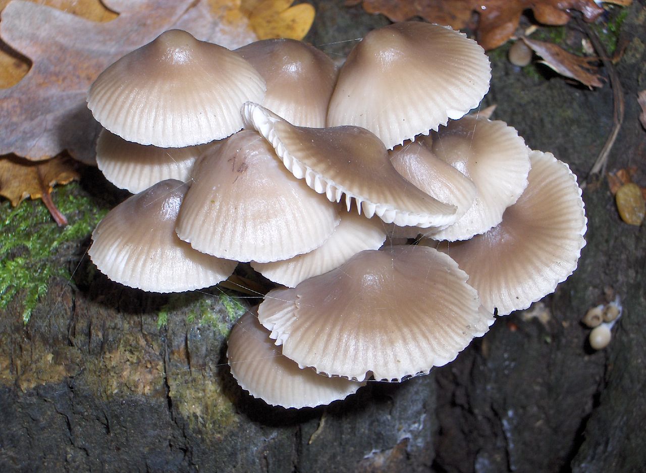 1280px-Mycena_galericulata_12308.jpg