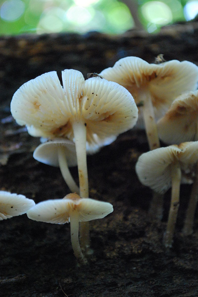 800px-Mycena_maculata_60204.jpg