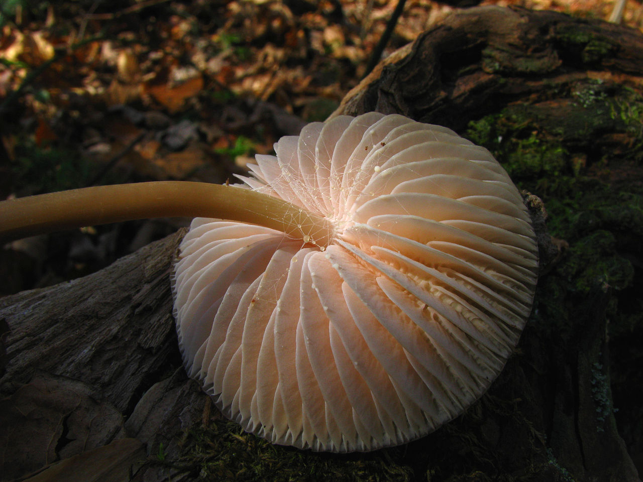 1280px-Mycena_galericulata_63380.jpg