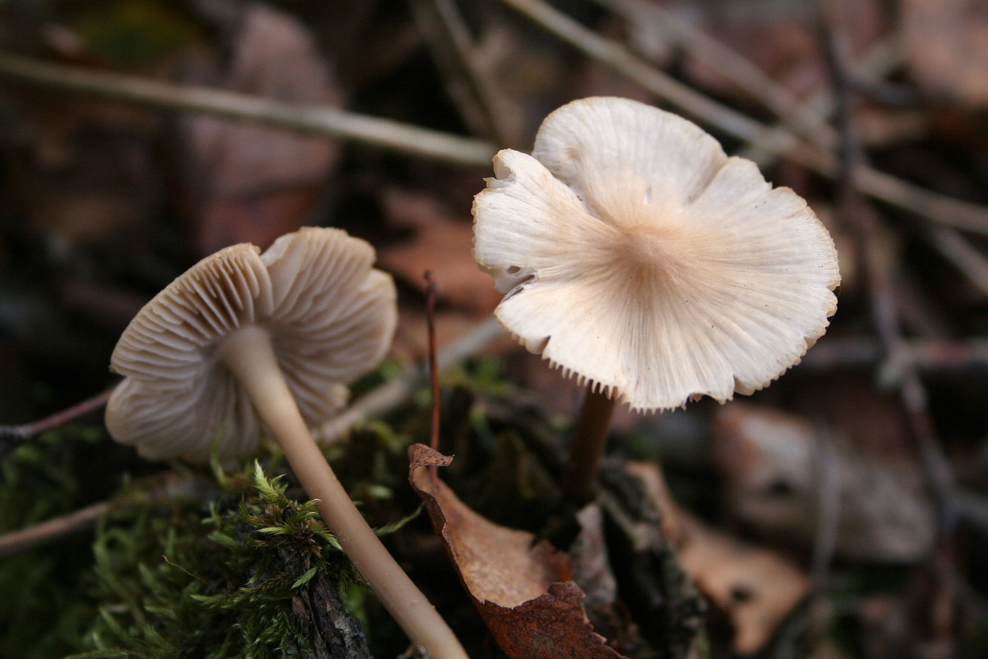 Mycena_galericulata_051106w.jpg