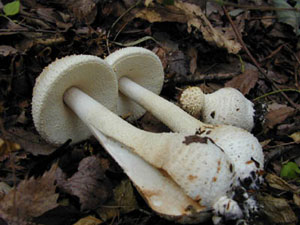 shiroonitake2a.jpg