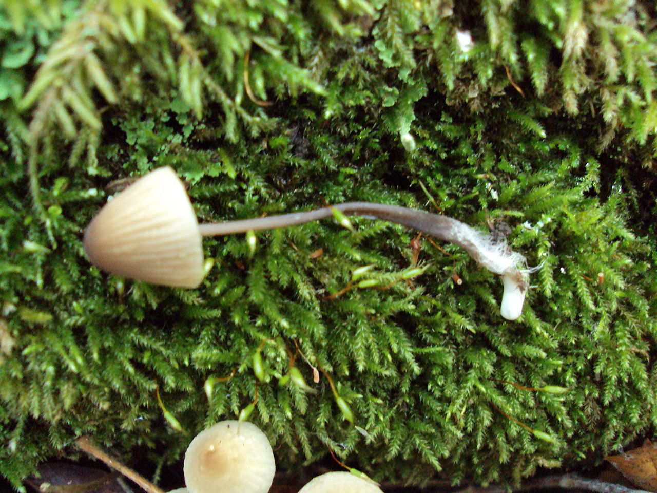 1280px-Mycena_galopus_68061.jpg