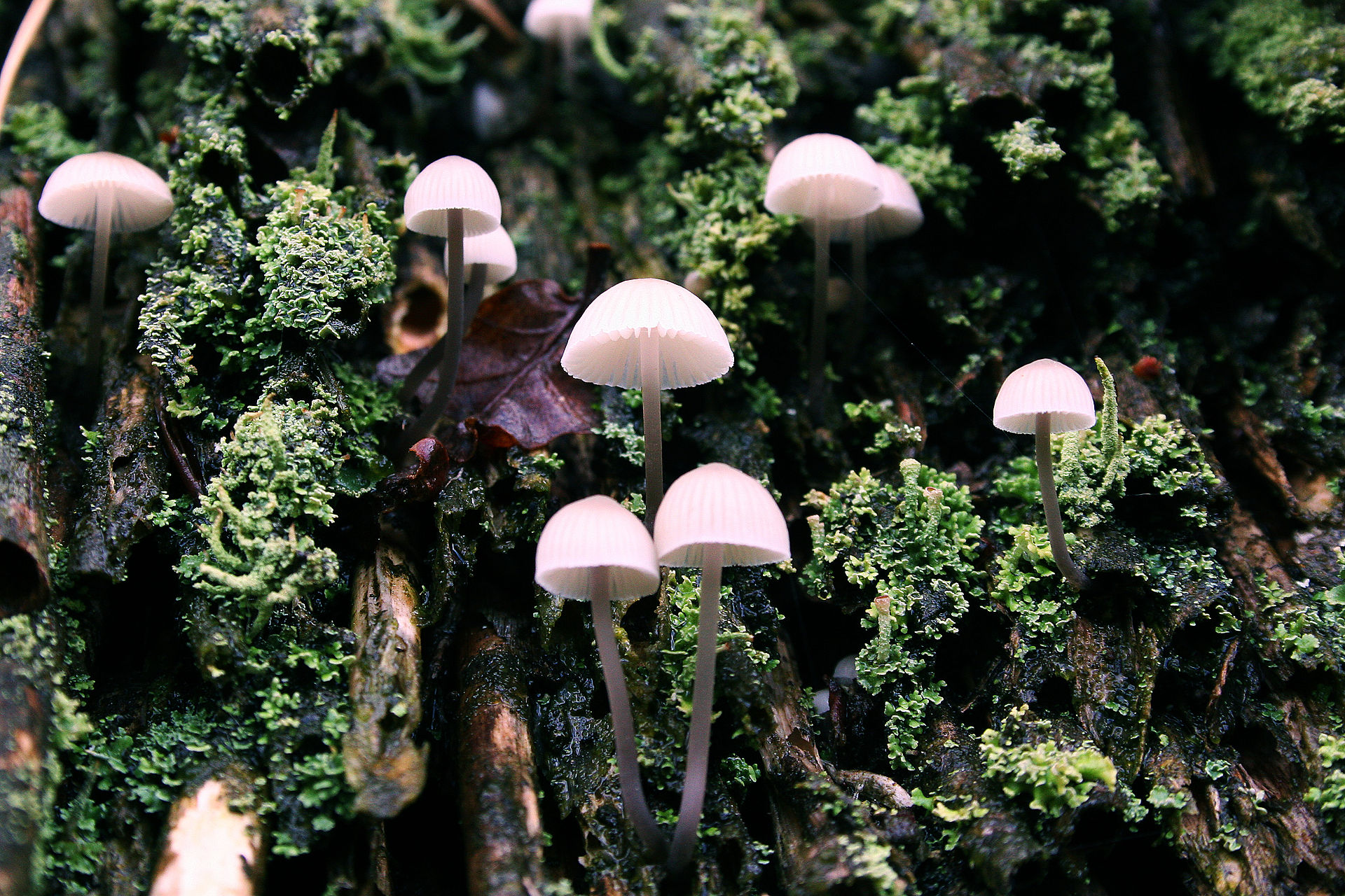 Mycena_galopus_var_candida_(White_Milking_Bonnet).jpg