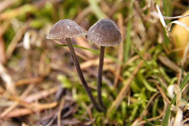 Mycena_galopus_nigra_-_lindsey.jpg