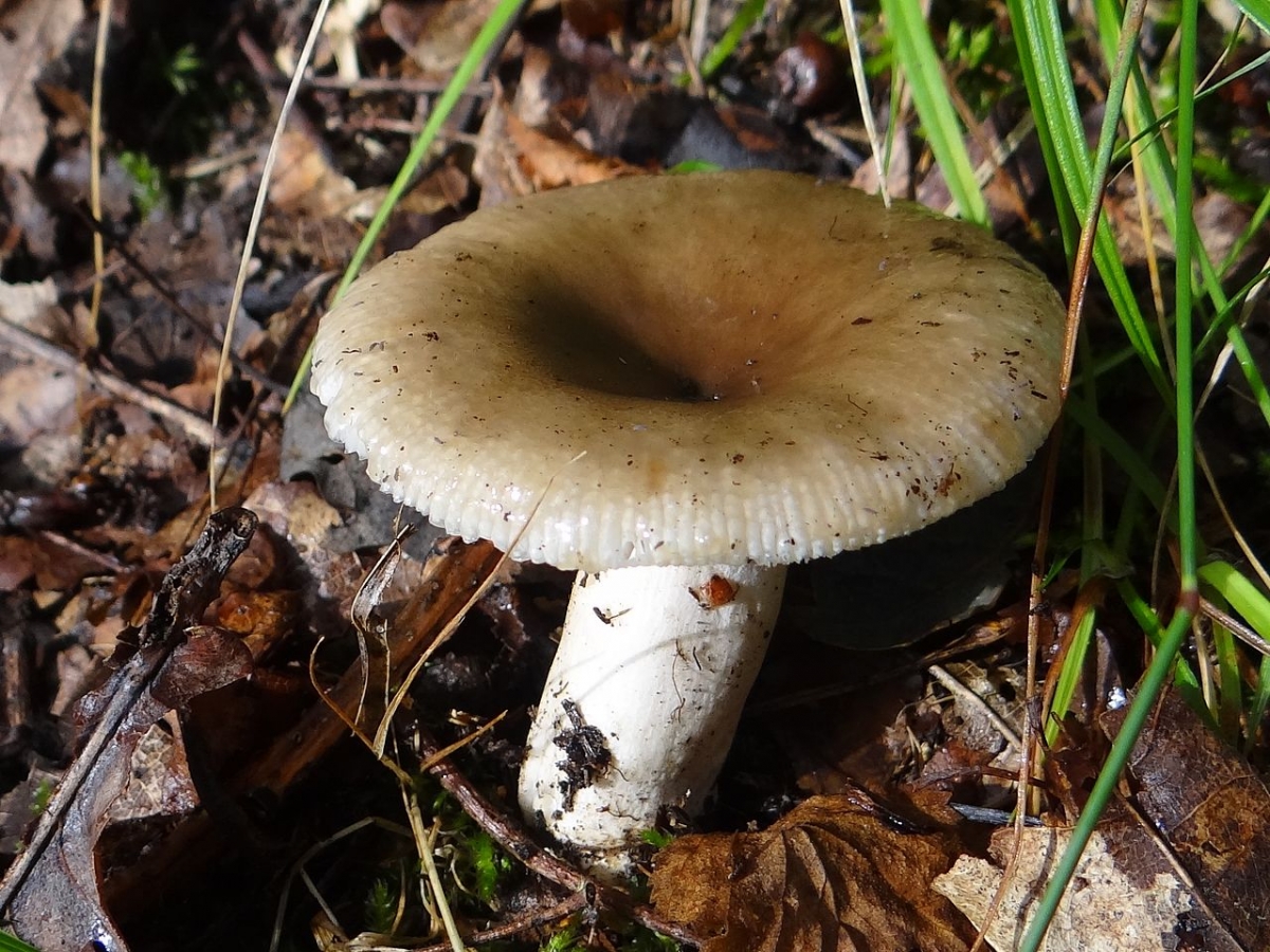 Russula_2_a1_(2).JPG
