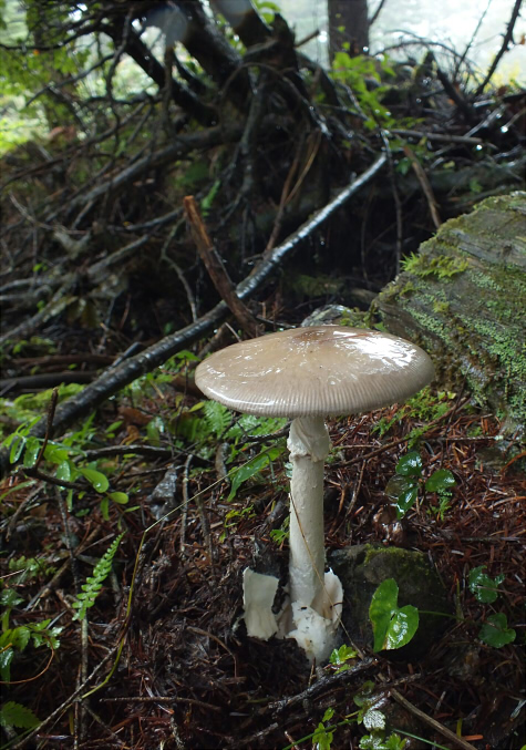 a_imazekii_006.jpg