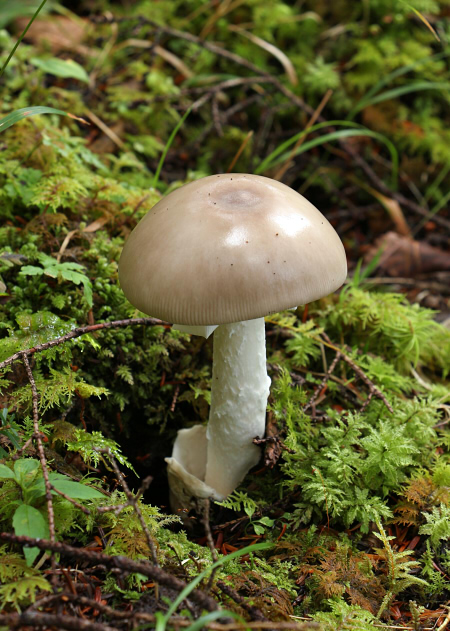 a_imazekii_010.jpg