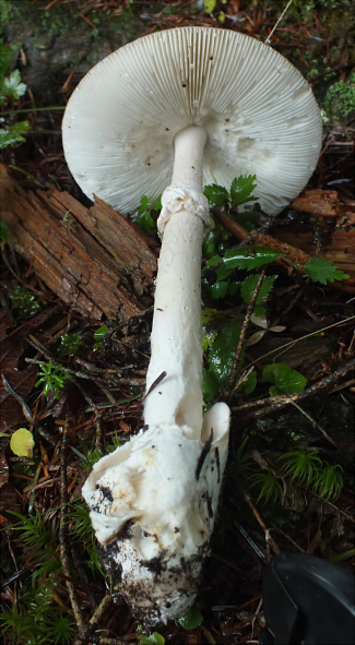 a_imazekii_007.jpg