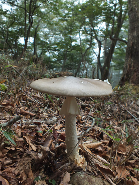a_imazekii_001.jpg