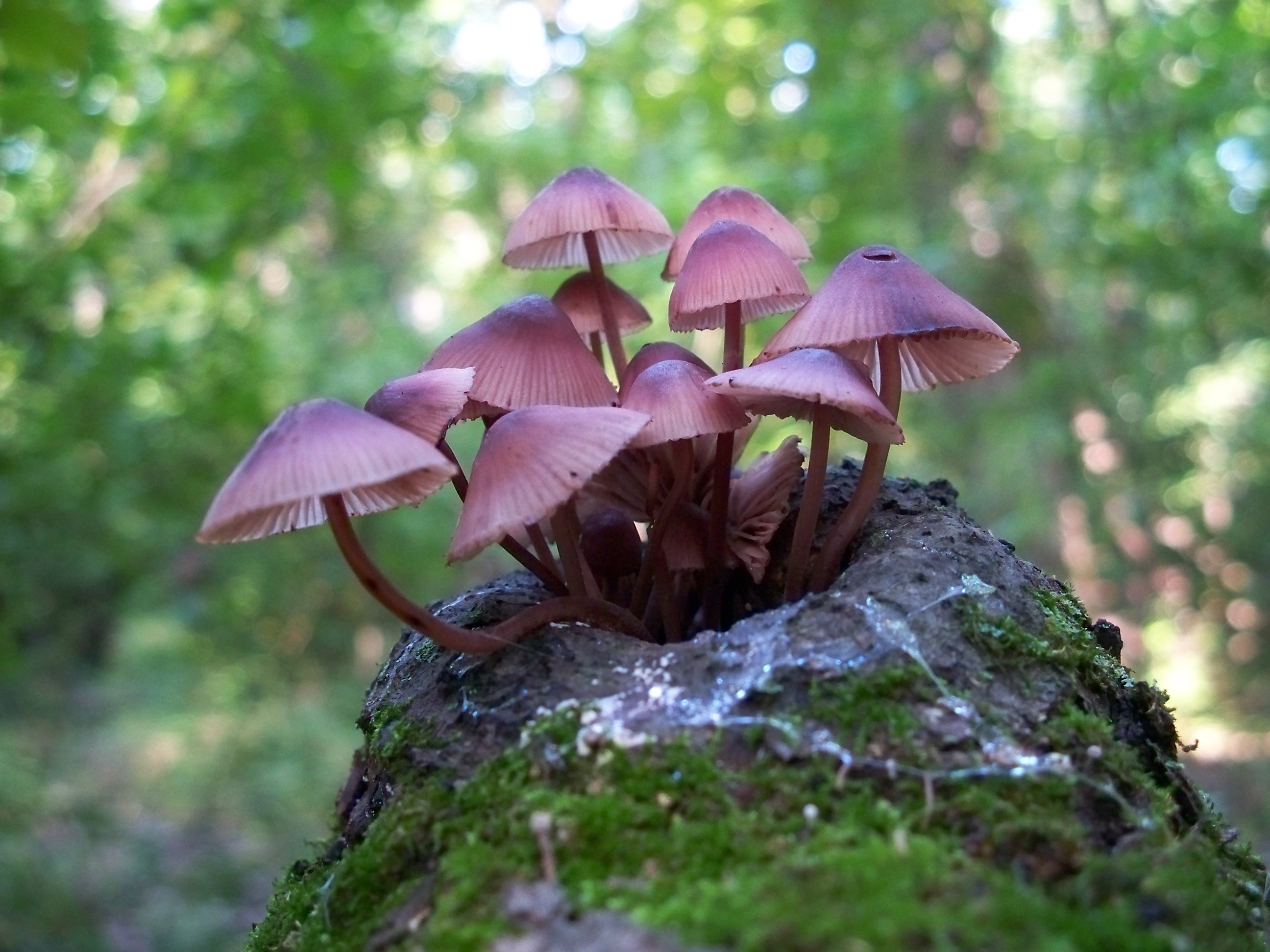 Mycena_haematopus_56359.jpg