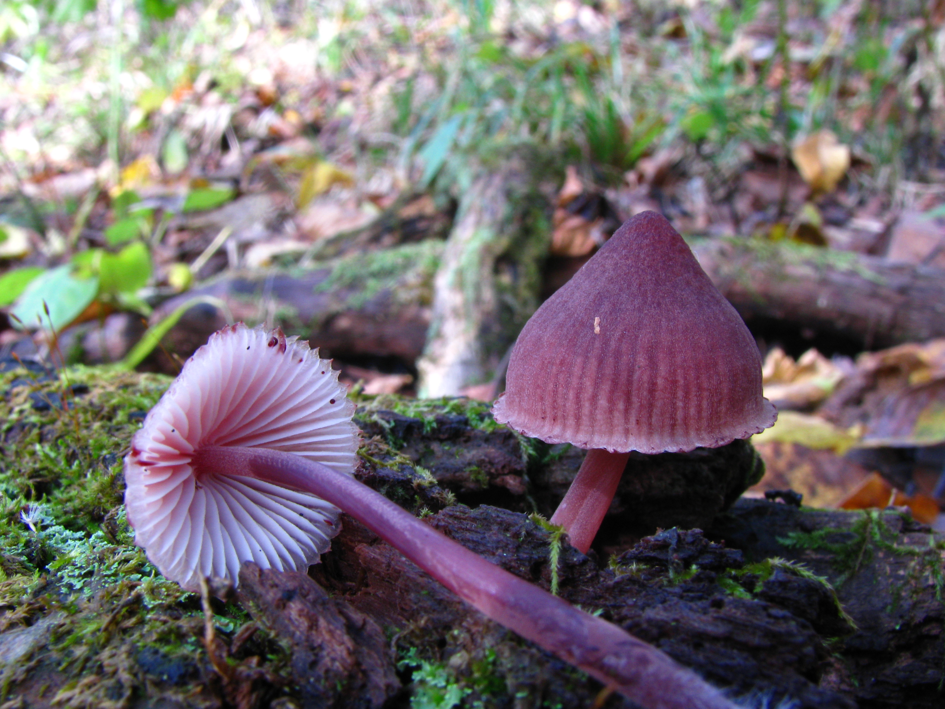 Mycena_haematopus_64089.jpg