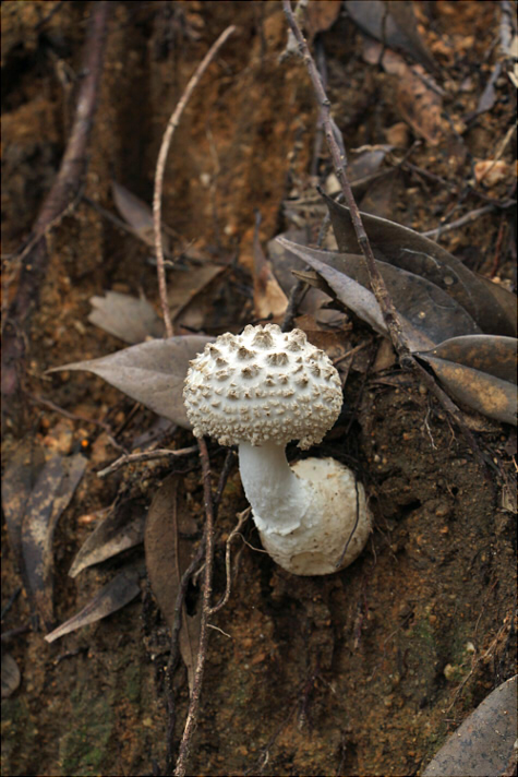 a_japonica_001.jpg