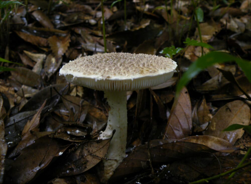 a_japonica_003.jpg