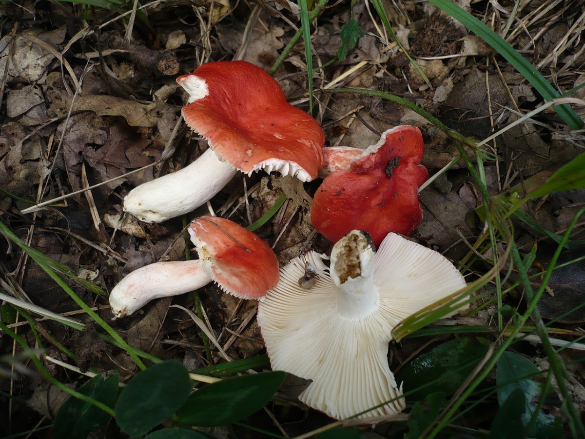 1280px-2012-05-12_Russula_persicina_Krombh_218416.jpg