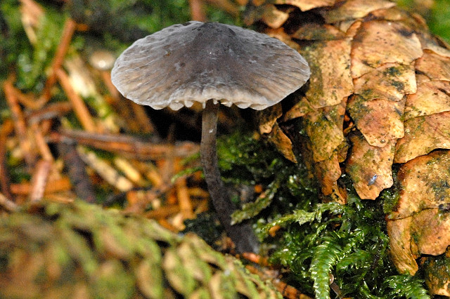Mycena_galopus_var._nigra_-_Lindsey_1a.jpg