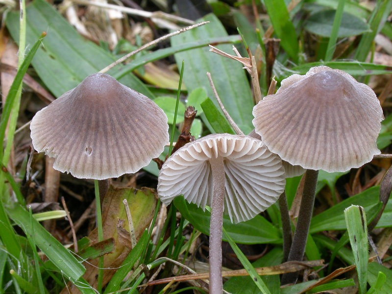 Mycena_leptocephala10.jpg