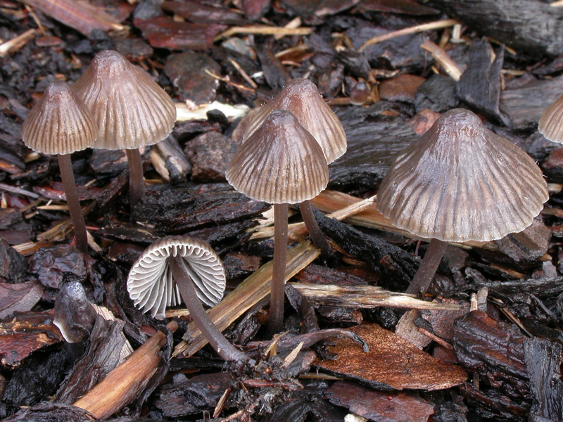 Mycena_leptocephala11.jpg