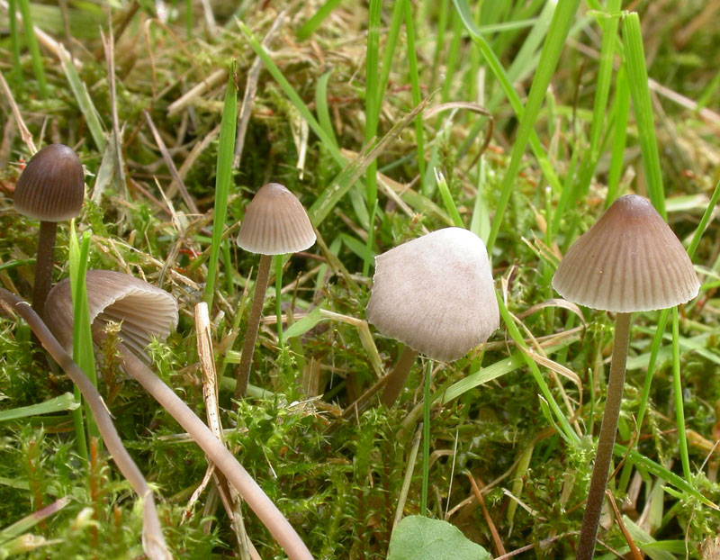 Mycena_leptocephala_best1.jpg