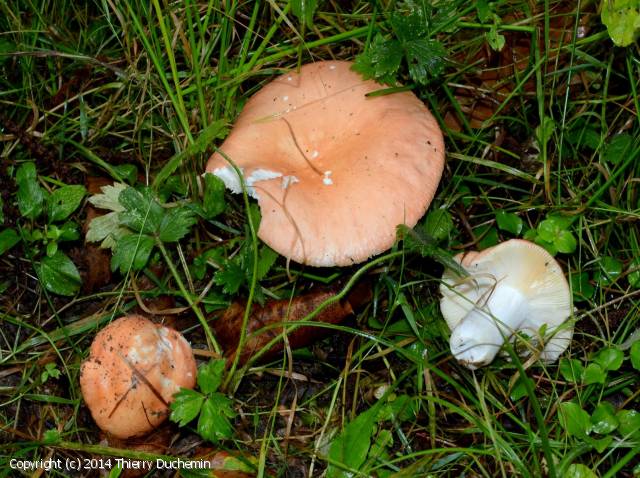 Russula_pseudointegra_2014_td_1.jpg