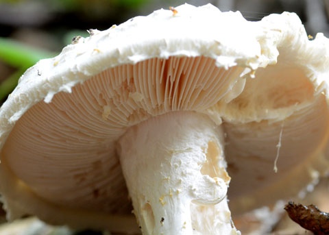 DSC_3916b.jpg
