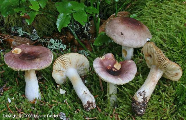 Russula_puellaris.jpg