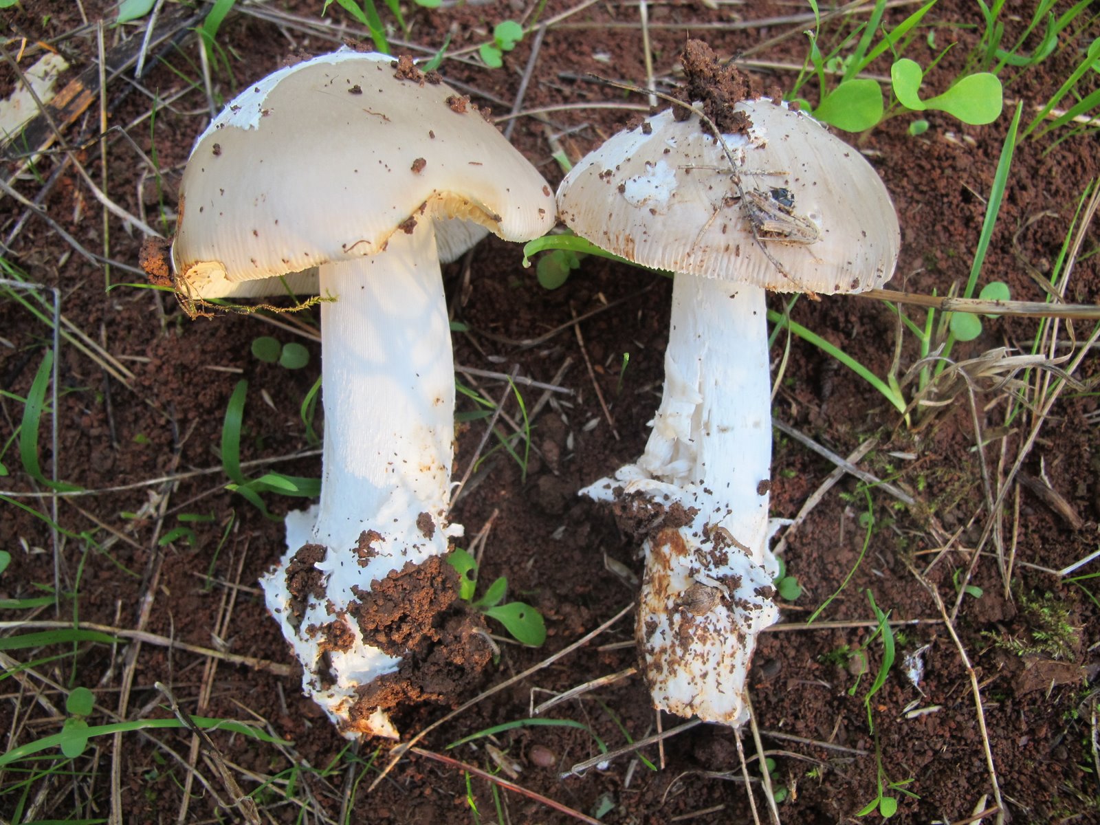 Amanita mairei - Foley - (1) (1).jpg