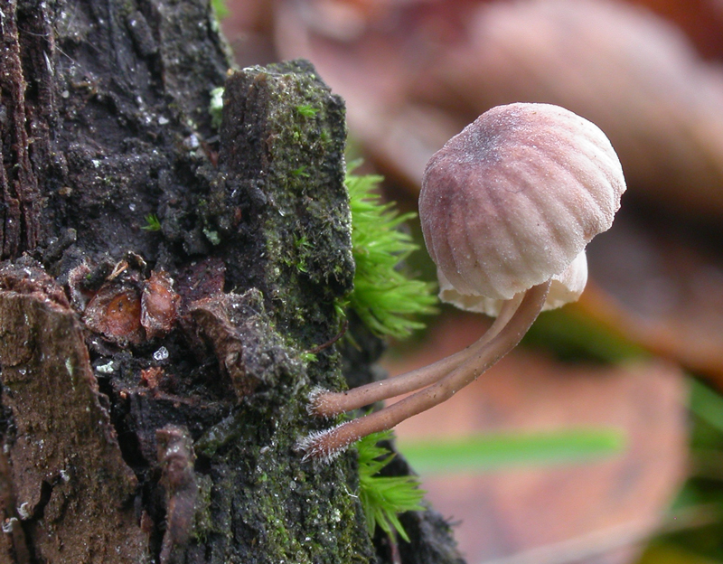 Mycena_meliigena6.jpg