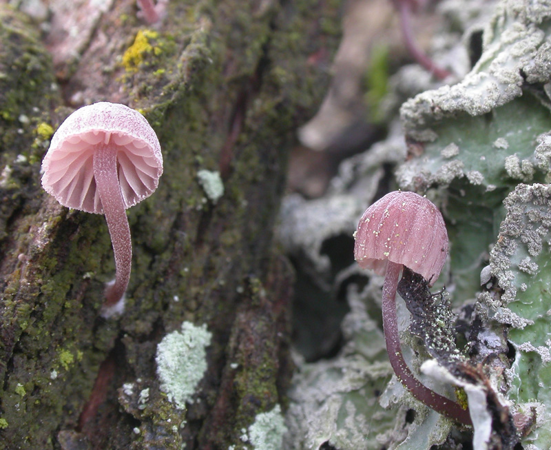 Mycena_meliigena3.jpg