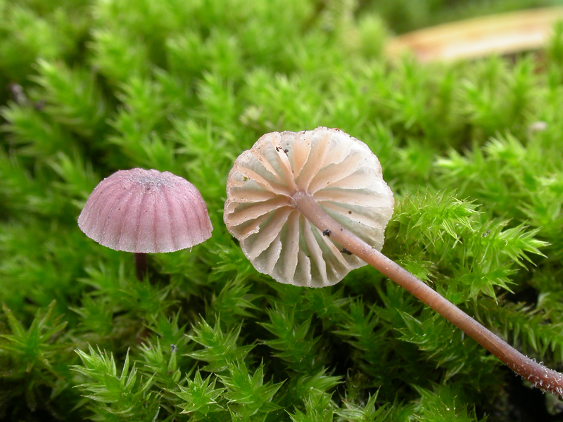Mycena_meliigena10.jpg