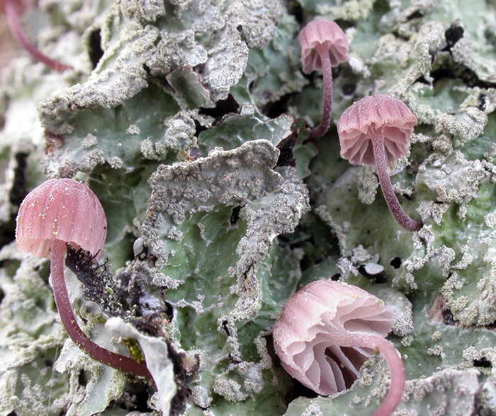 Mycena_meliigena2.jpg