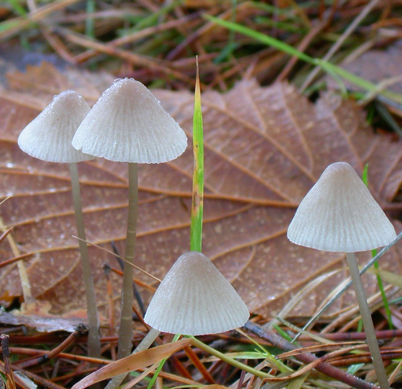 Mycena_metata7.jpg