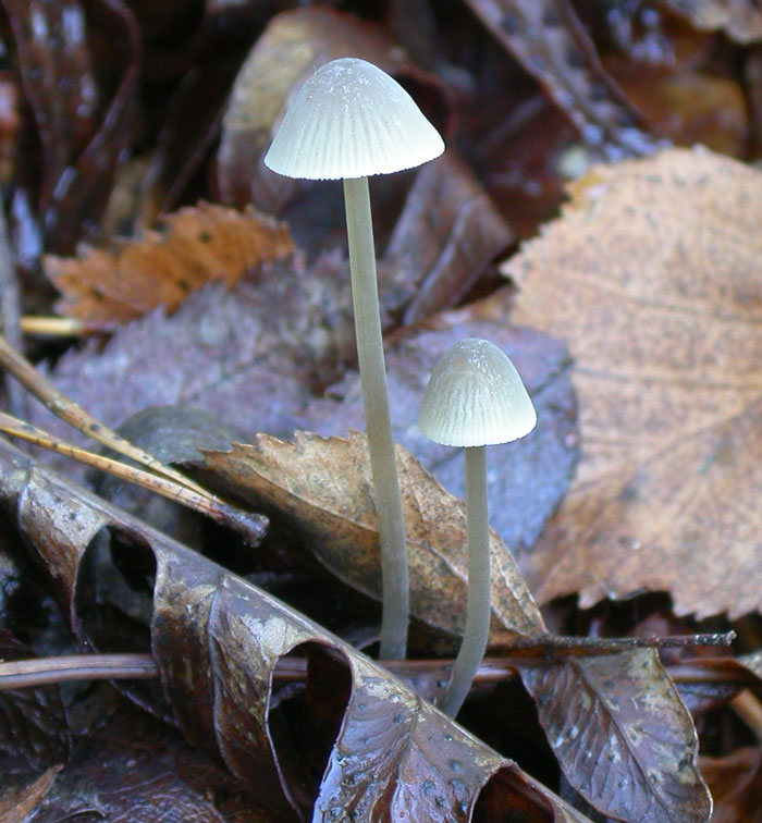 Mycena_metata2.jpg