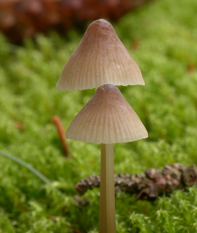 Mycena_metata1.jpg
