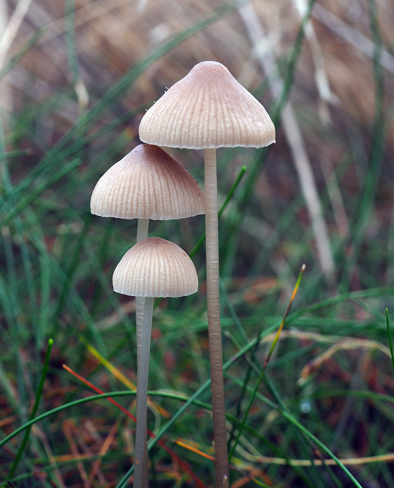 Mycena_metata4_1000.jpg