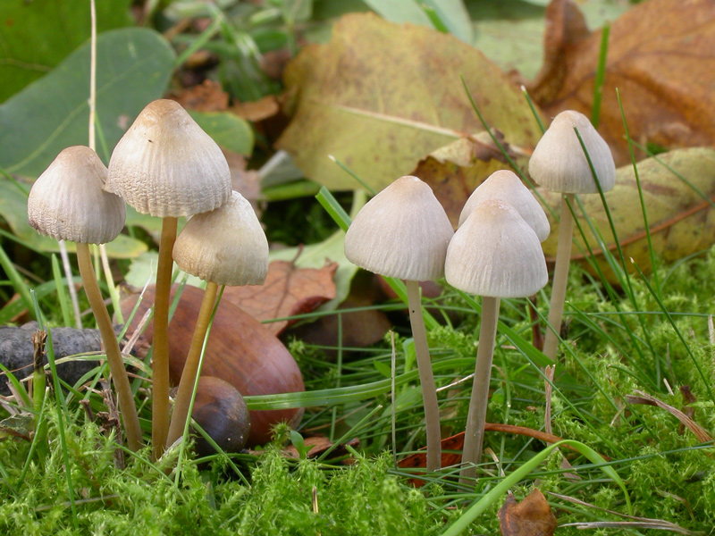 Mycena_metata.jpg