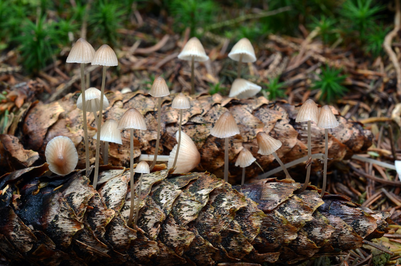 Mycena_metata1_800.jpg