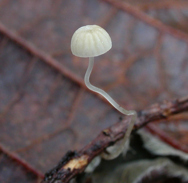 Mycena_mirata1.jpg