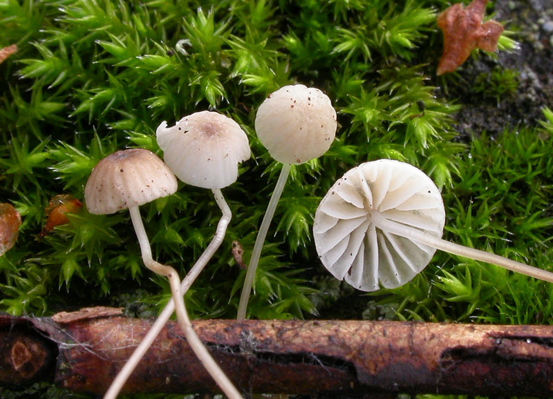 Mycena_mirata4.jpg