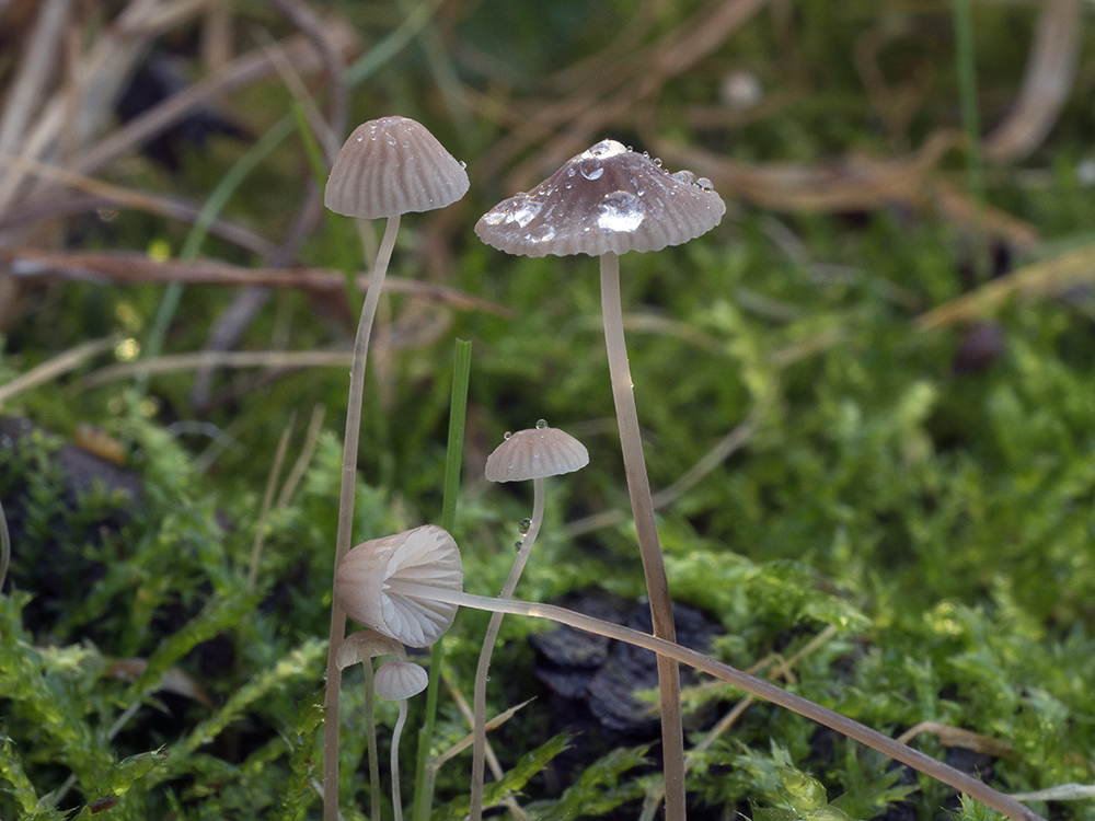 Mycena_mirata2_1000.jpg