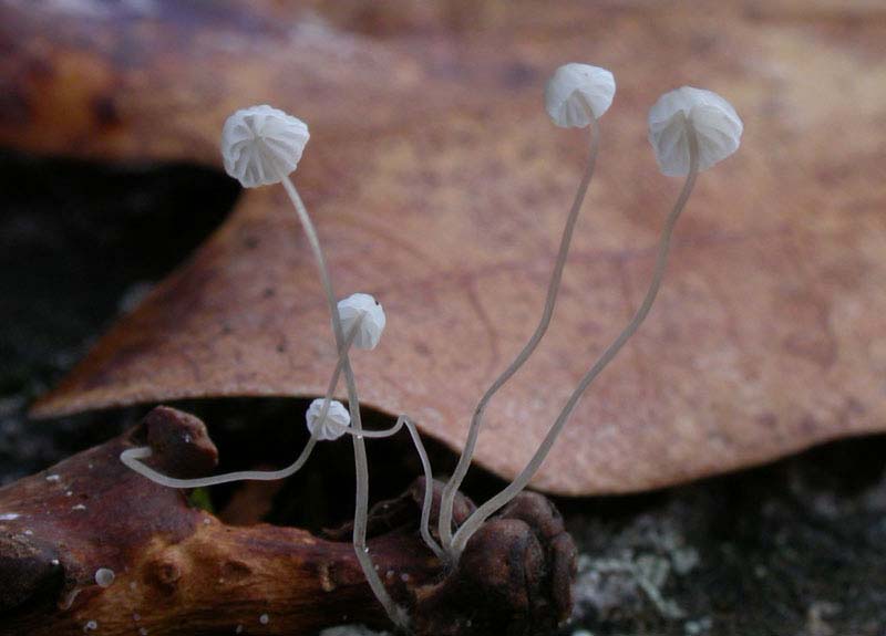 Mycena_mirata2.jpg