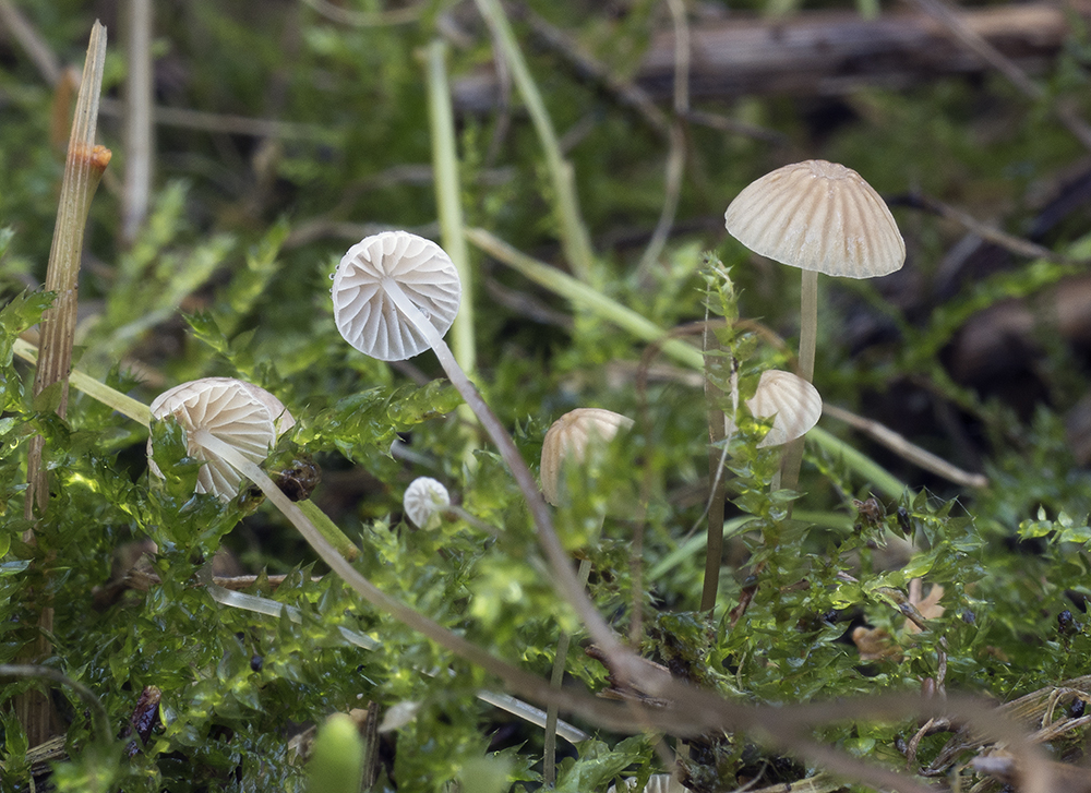 Mycena_mirata1_1000.jpg