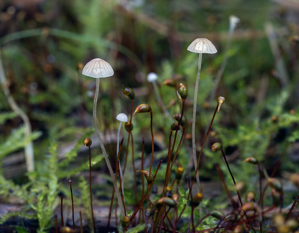 Mycena_mirata_1000.jpg