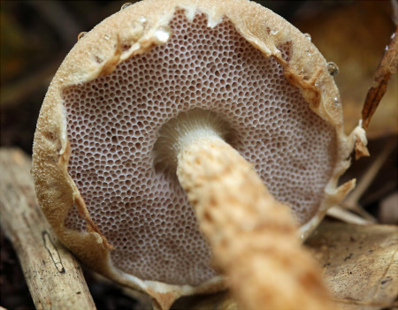 a_fusisporus_004.jpg