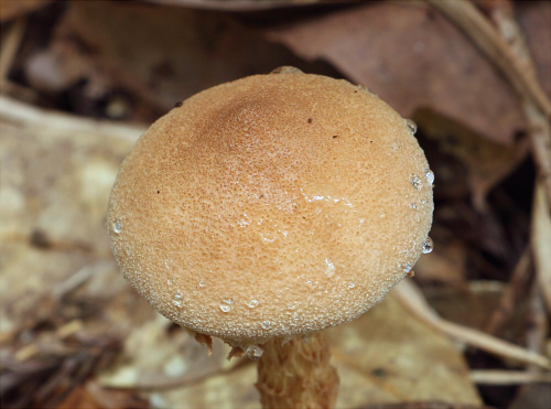 a_fusisporus_002.jpg