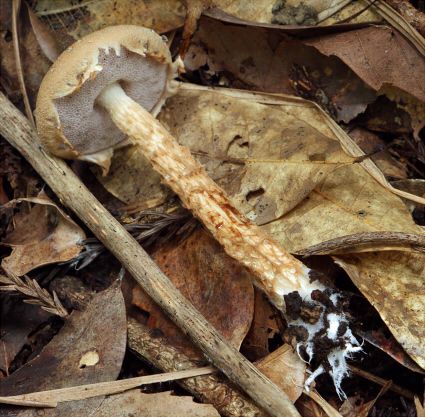 a_fusisporus_003.jpg
