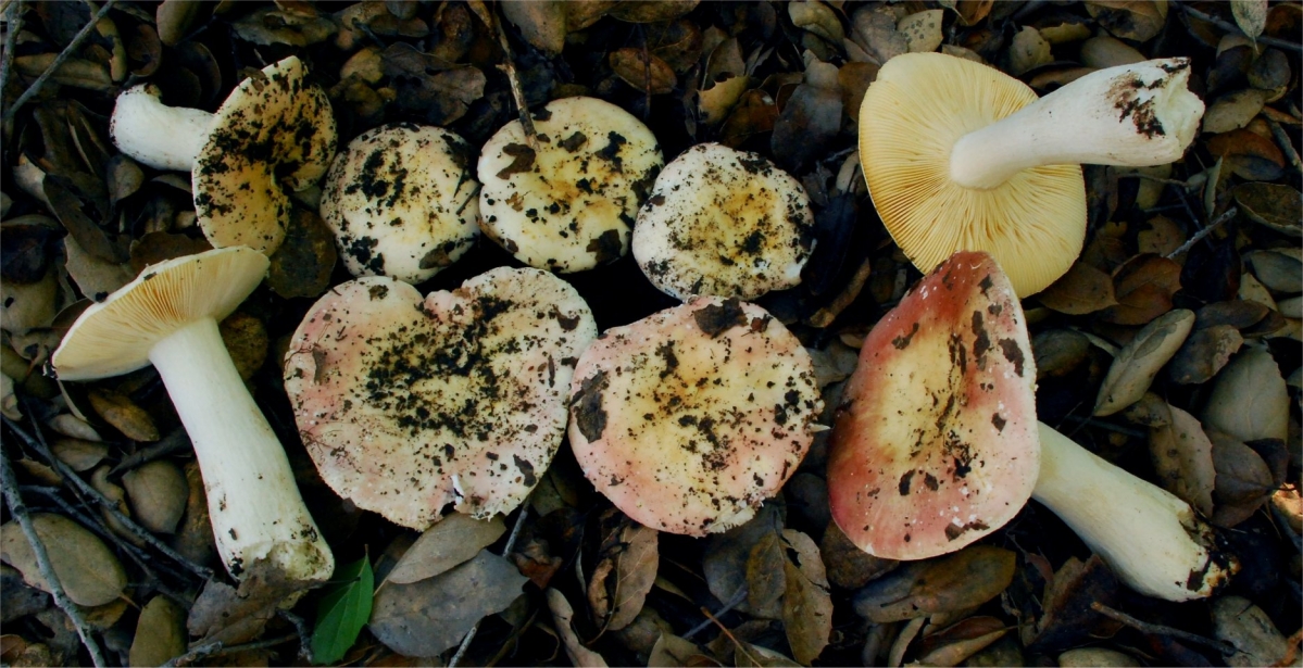 Russula risigallina 12812-2 SD.jpg