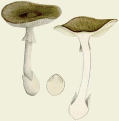 modesta1.jpg